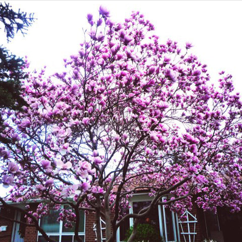 Magnolia-liliflora-Purple-Magnolia-Seeds