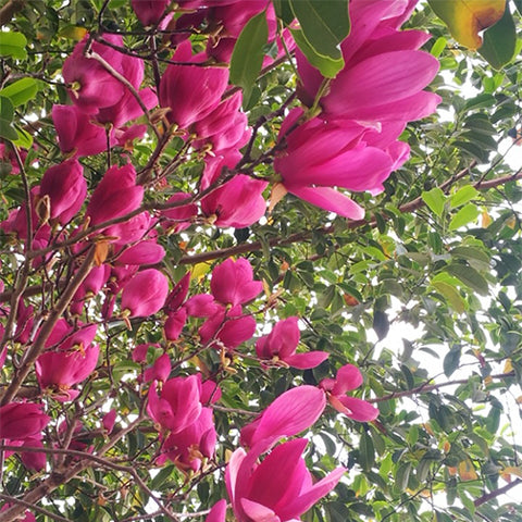 Magnolia-liliflora-Red-Magnolia-Seeds