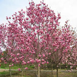 Magnolia-liliflora-Red-Magnolia-Seeds