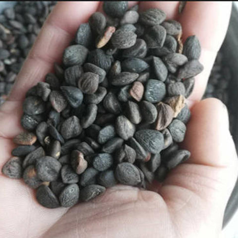 Magnolia-officinalis-Houpu-magnolia-Seeds