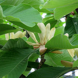 Magnolia-officinalis-Houpu-magnolia-Seeds