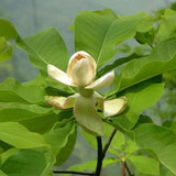 Magnolia-officinalis-Houpu-magnolia-Seeds