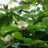 Magnolia-officinalis-Houpu-magnolia-Seeds