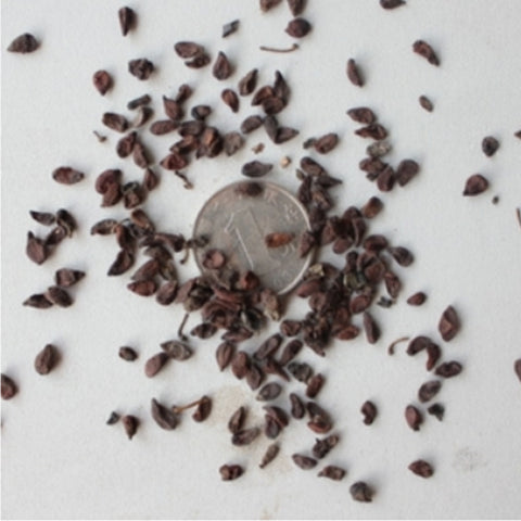 Mahonia fortunei & Chinese mahonia Seeds