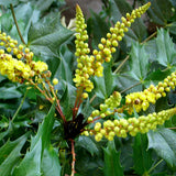 Mahonia fortunei & Chinese mahonia Seeds