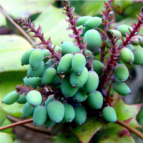 Mahonia fortunei & Chinese mahonia Seeds