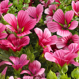 Malope Trifida & Mallow Wort Seeds