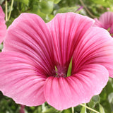 Malope Trifida & Mallow Wort Seeds