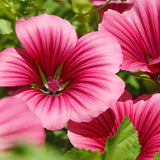 Malope Trifida & Mallow Wort Seeds