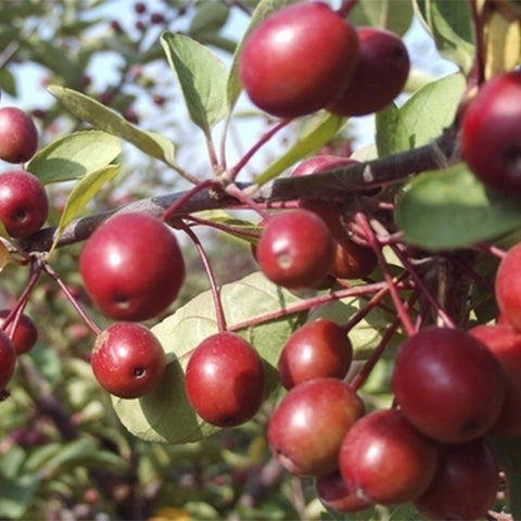 Malus-American-Seeds