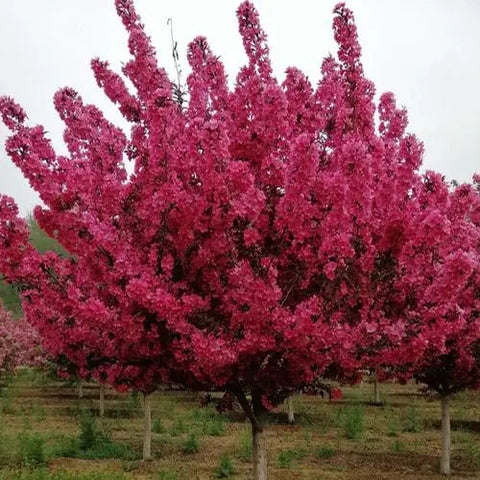 Malus-American-Seeds