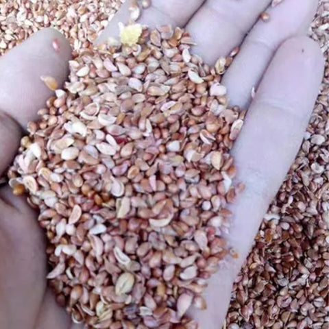 Malus-baccata-Siberian-crab-apple-Seeds