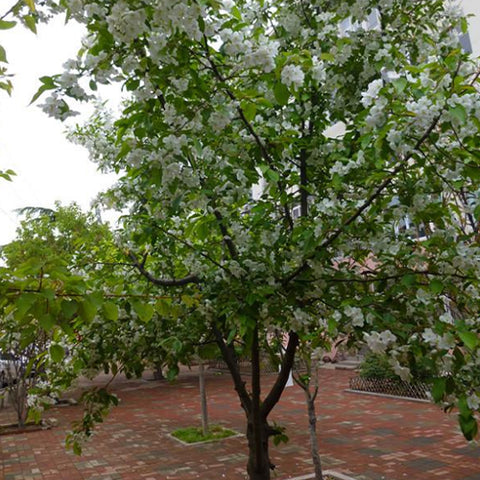 Malus-baccata-Siberian-crab-apple-Seeds