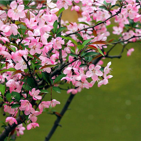 Malus halliana & Hall crabapple Seeds
