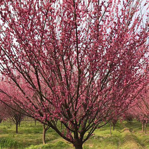 Malus halliana & Hall crabapple Seeds