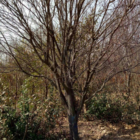 Malus micromalus & Midget crabapple Seeds