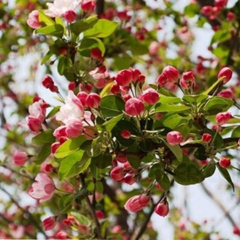 Malus micromalus & Midget crabapple Seeds
