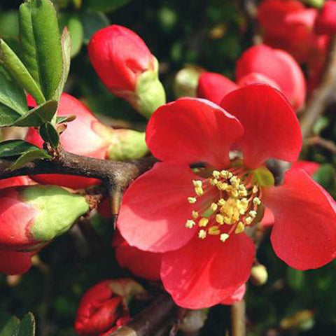 Malus robusta & Siberian crab apple Seeds