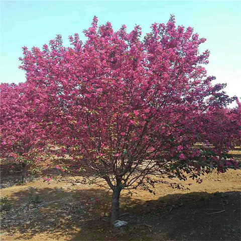 Malus robusta & Siberian crab apple Seeds