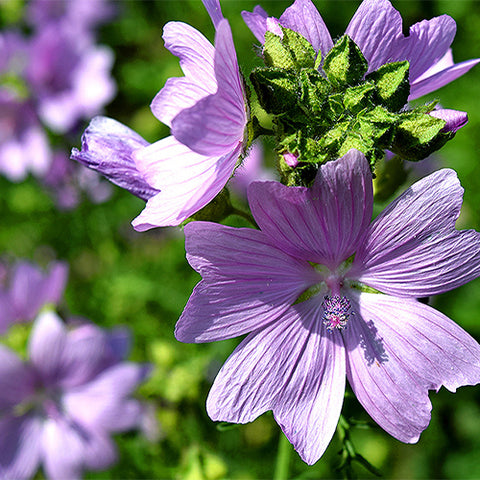 Malva-Sinensis-Mallow-Seeds