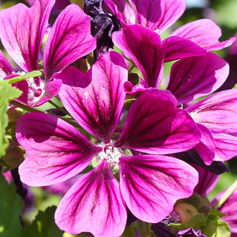 Malva Sinensis & Mallow Seeds