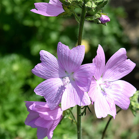 Malva-Sinensis-Mallow-Seeds