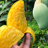 Mangifera indica & Mango Seeds