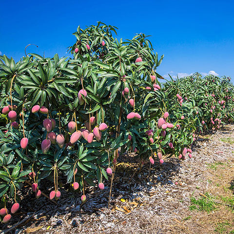 Mangifera indica & Mango Seeds