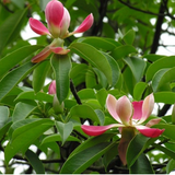 Manglietia insignis & Red Manglietia Seeds