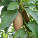 Manilkara zapota & Sapodilla Seeds