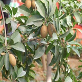 Manilkara zapota & Sapodilla Seeds