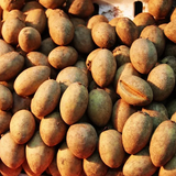 Manilkara zapota & Sapodilla Seeds