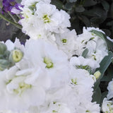 Matthiola Incana Mix & Violet Seeds