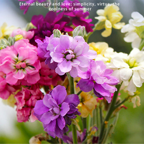 Matthiola Incana Mix & Violet Seeds