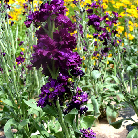 Matthiola-Incana-Violet-Seeds