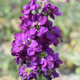 Matthiola-Incana-Violet-Seeds