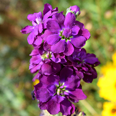 Matthiola-Incana-Violet-Seeds