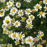 Mauranthemum Paludosum $ Creeping Daisy Seeds