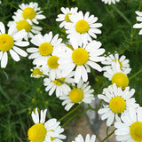 Mauranthemum Paludosum $ Creeping Daisy Seeds