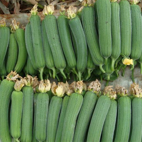 Meat-Luffa-Seeds