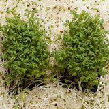 Medicago sativa & Alfalfa Seeds