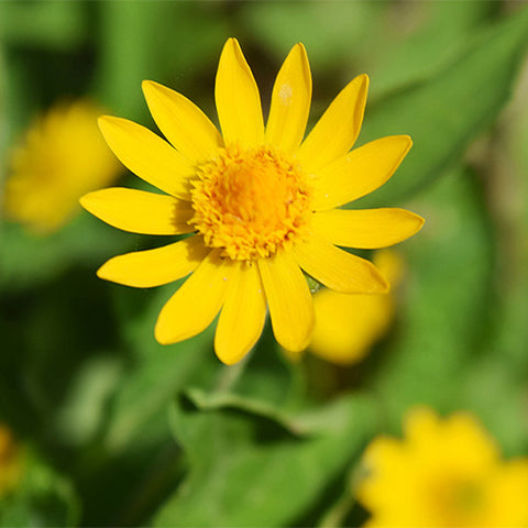 Melampodium-Paludosum-Butter-Daisy-Seeds