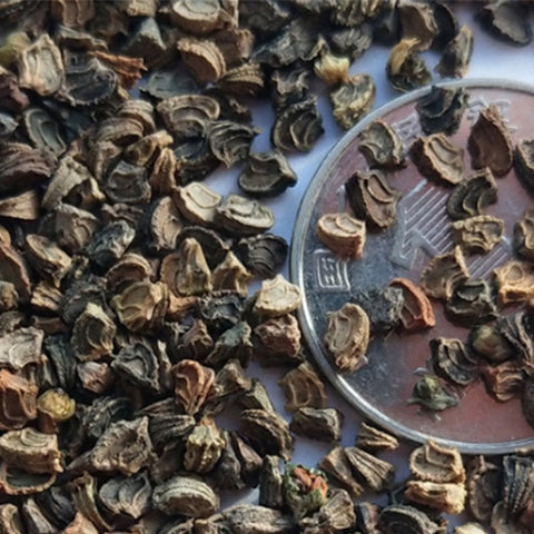 Melampodium-Paludosum-Butter-Daisy-Seeds