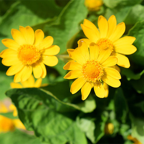 Melampodium-Paludosum-Butter-Daisy-Seeds