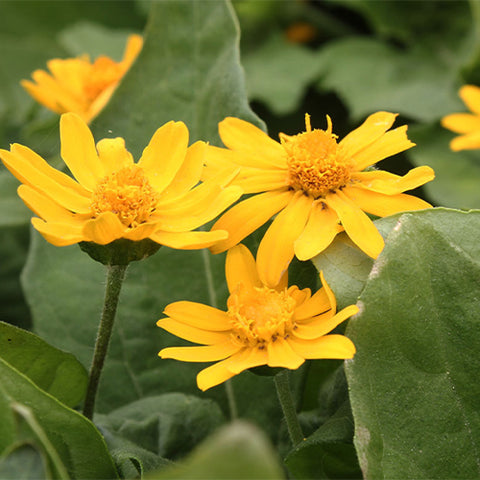 Melampodium-Paludosum-Butter-Daisy-Seeds