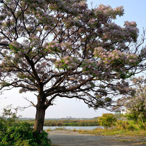Melia-azedarach-Chinaberry-tree-Seeds