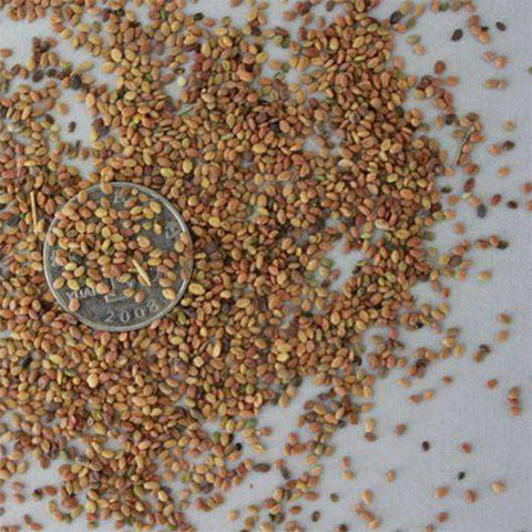 Melilotus-officinalis-Sweet-yellow-clover-Seeds