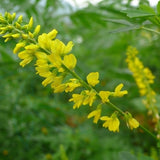 Melilotus-officinalis-Sweet-yellow-clover-Seeds