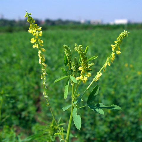 Melilotus-officinalis-Sweet-yellow-clover-Seeds
