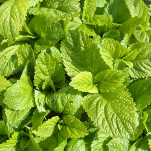 Melissa-Officinalis-Balm-Seeds